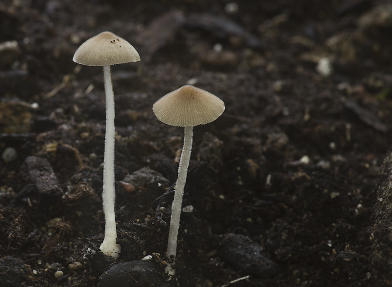 Conocybe umbonata